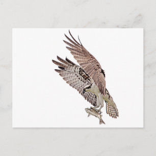 Osprey with a fish postcard