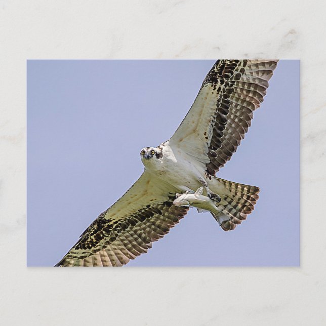 Osprey with a fish postcard (Front)