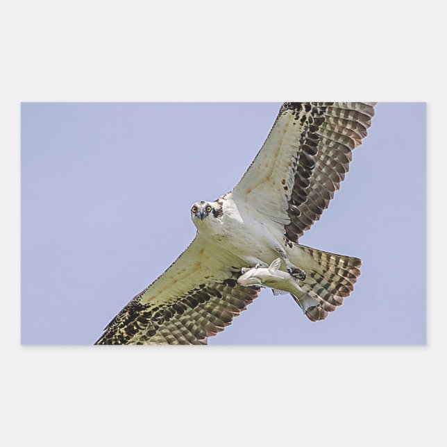 Osprey with a fish rectangular sticker (Front)