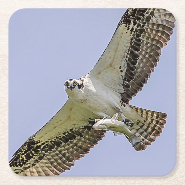 Osprey with a fish square paper coaster (Front)