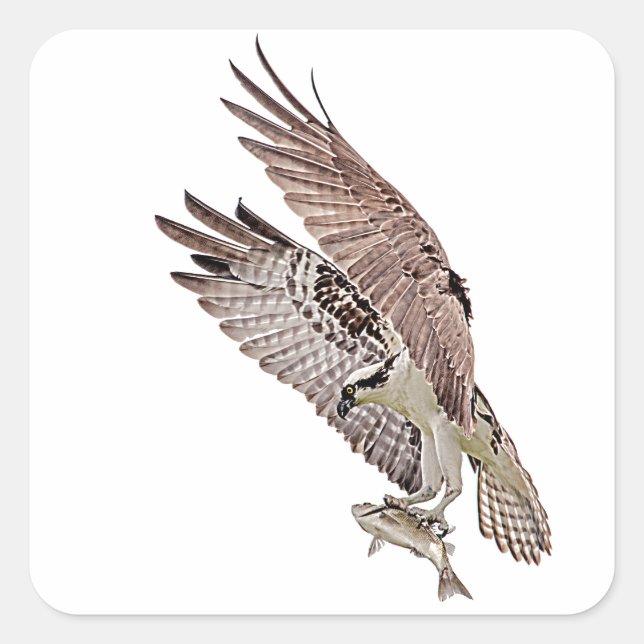 Osprey with a fish square sticker (Front)