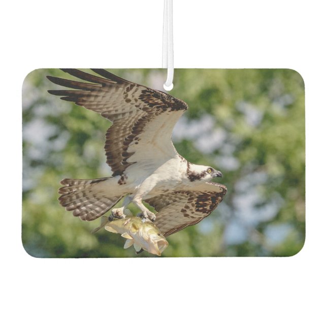 Osprey with a large mouth bass car air freshener (Front)