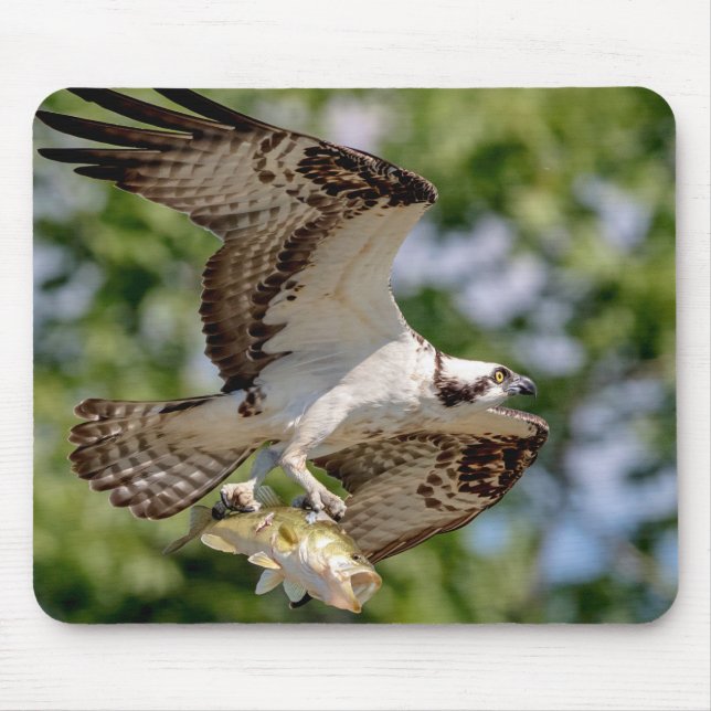 Osprey with a large mouth bass mouse pad (Front)