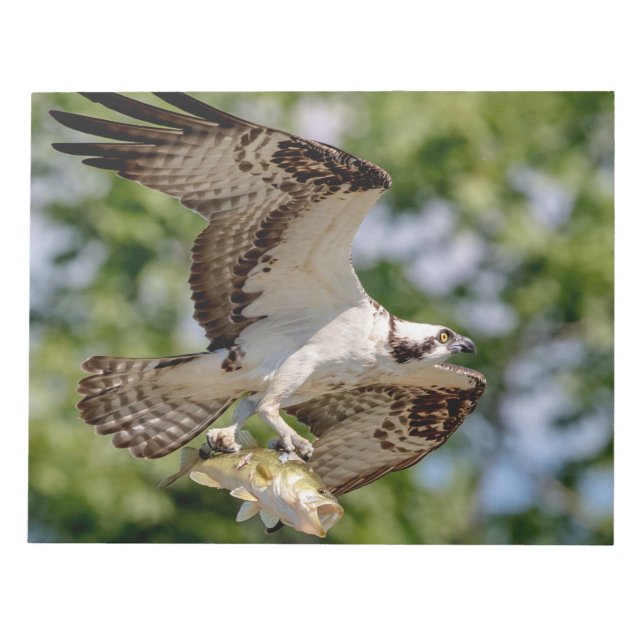 Osprey with a large mouth bass notepad (Front)