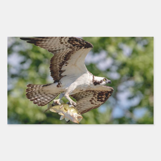 Osprey with a large mouth bass rectangular sticker (Front)