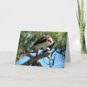 Osprey's Lunch Greeting Card