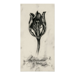 Ossification of Petal Poster