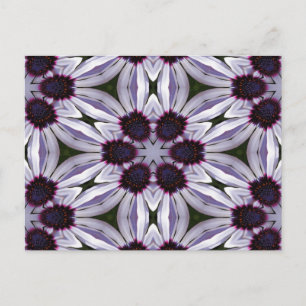 Osteospermum Abstract Postcard
