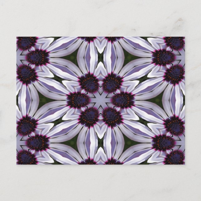 Osteospermum Abstract Postcard (Front)