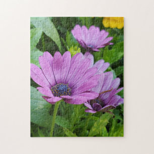 Osteospermum daisy jigsaw puzzle