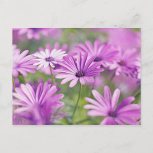 Osteospermum flowers postcard