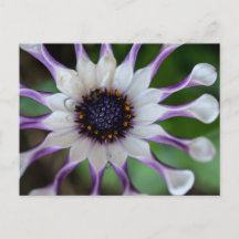 Osteospermum Nasinga White