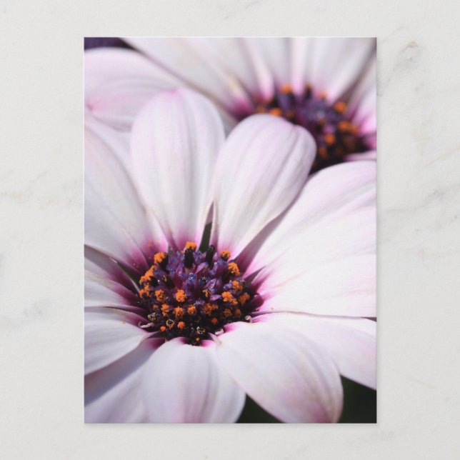Osteospermum Postcard (Front)