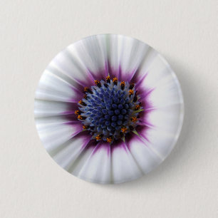 Osteospurmum Button