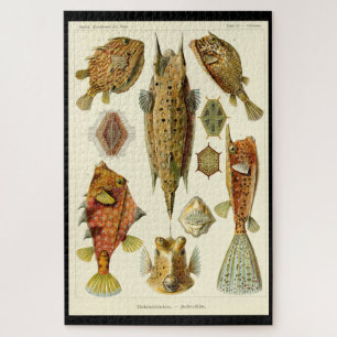 "Ostraciontes" by Ernst Haeckel Jigsaw Puzzle