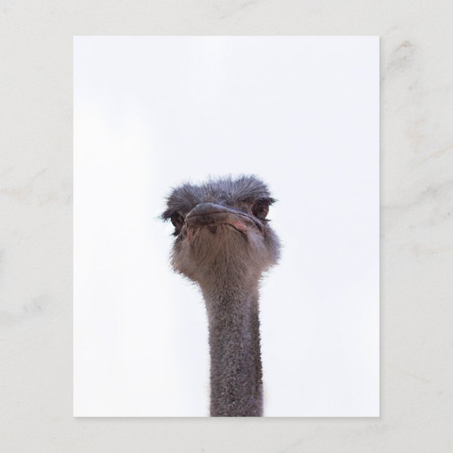 ostrich (Back)
