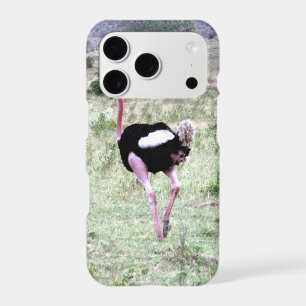 ostrich