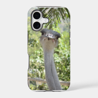 Ostrich