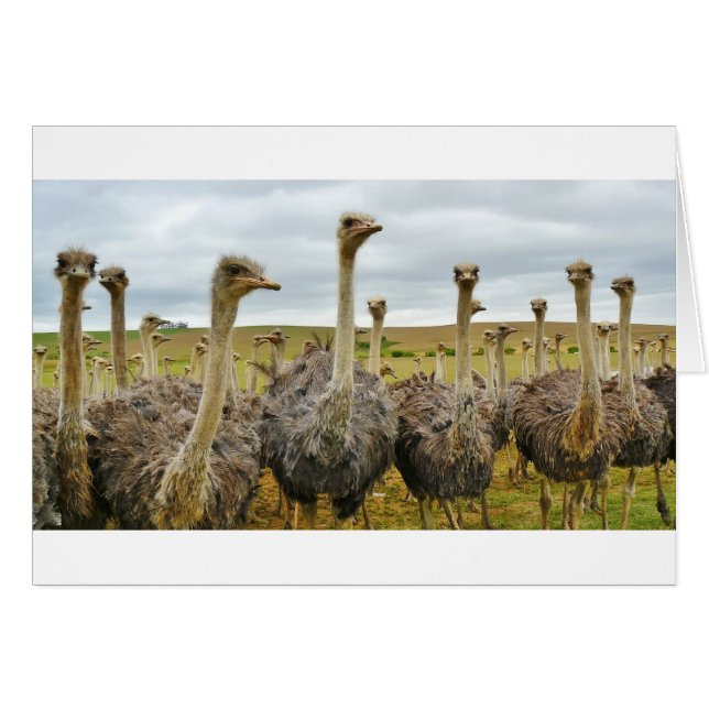 ostrich (Front Horizontal)