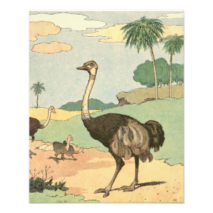Ostrich and Chicks Illustrated Photo Print
