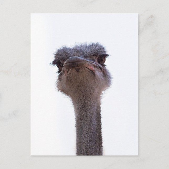ostrich announcement postcard (Front)