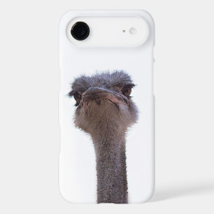 Ostrich Bird