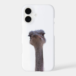 Ostrich Bird
