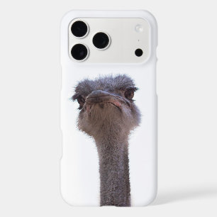 Ostrich Bird