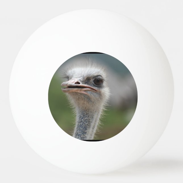 Ostrich Bird Ping Pong Ball (Front)