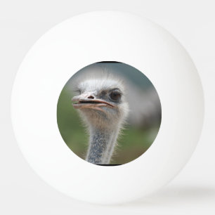Ostrich Bird Ping Pong Ball