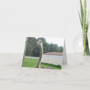 Ostrich Card