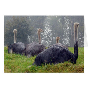Ostrich Card