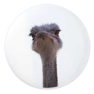 ostrich ceramic knob