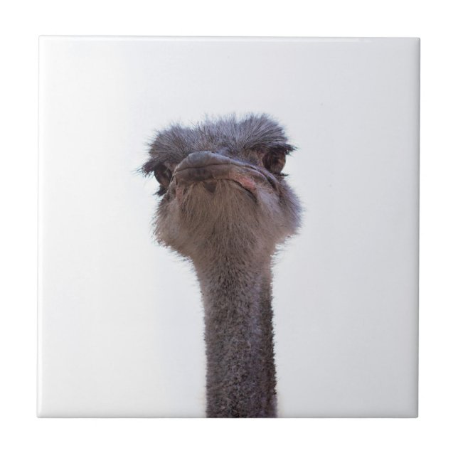 ostrich ceramic tile (Front)