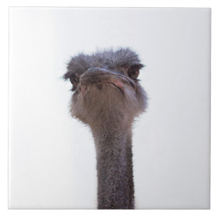 ostrich ceramic tile