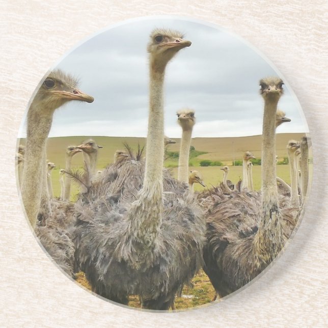 ostrich coaster (Front)