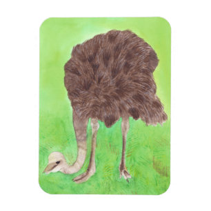 Ostrich Eating, Watercolor Painting Magnets