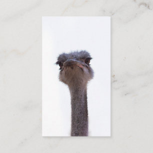 ostrich enclosure card
