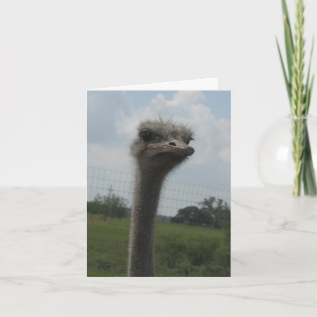 Ostrich Face of "I'm Sorry" Notecard (Front)