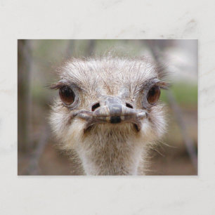 Ostrich face postcard