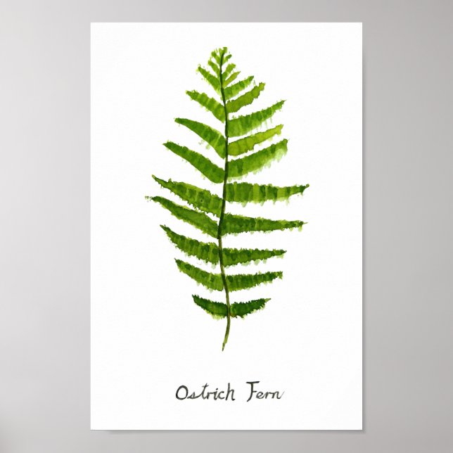 Ostrich fern watercolor Poster (Front)