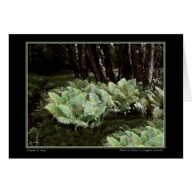 Ostrich Ferns in Langdon Woods (Front Horizontal)