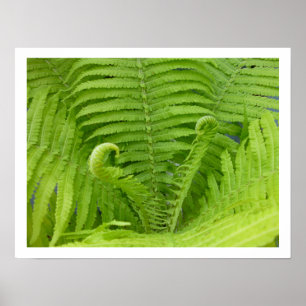 Ostrich Ferns with Fiddleheads Poster