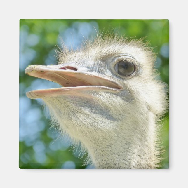 Ostrich Funny Portrait Photo Magnet (Front)