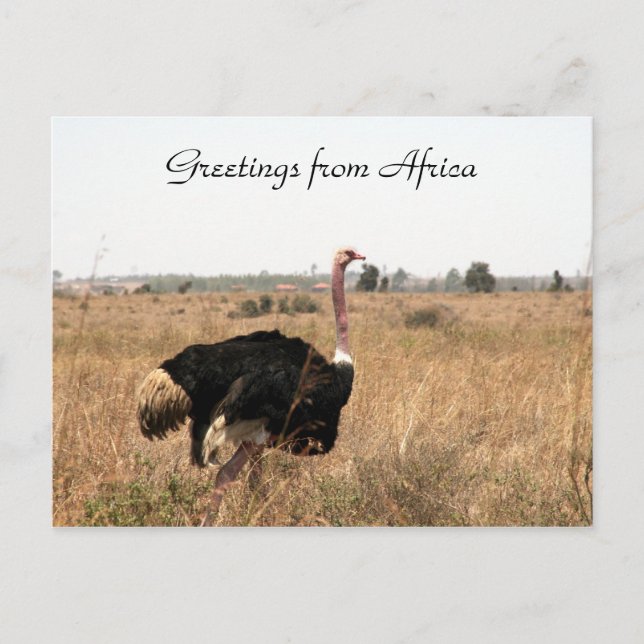ostrich greetings postcard (Front)