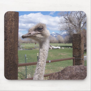 Ostrich Head Mouse Pad