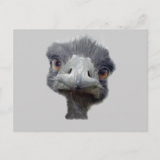 Ostrich head postcard (Front)