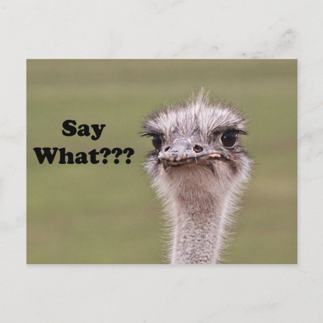 Ostrich Head Say What Funny Joke Photo Postcard (Front)