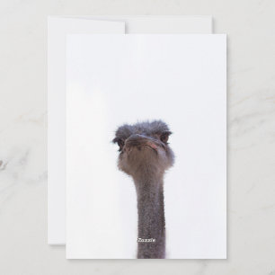 ostrich holiday card