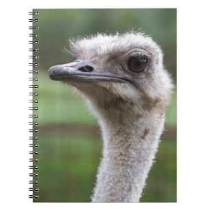 ostrich in the farm notebook